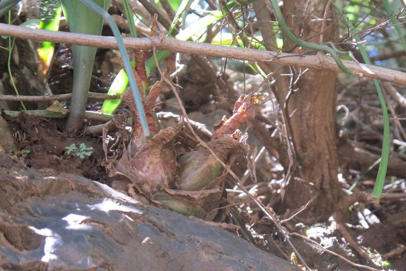 Zulusia delagoensis, photographed by James Deacon