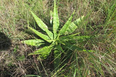 Aloe greatheadii, photographed by James Deacon