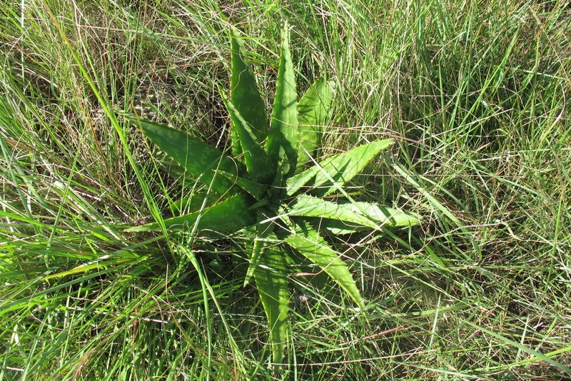 Aloe greatheadii, photographed by James Deacon