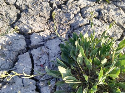 Lepidium cartilagineum, photographed by David Sandler