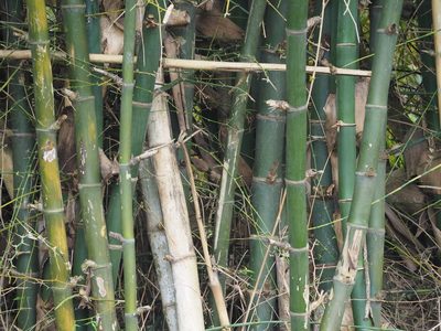Bambusa spinosa, photographed by 葉子