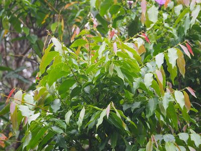 Glochidion lanceolatum, photographed by 葉子