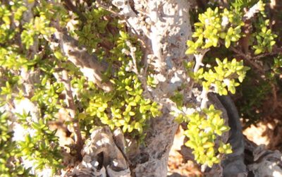 Rachicallis americana, photographed by Brian Oakes Haiti Hunter