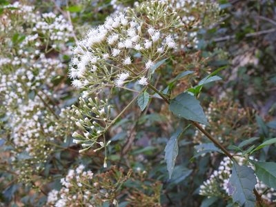 Ageratina ligustrina, photographed by Neptalí Ramírez Marcial