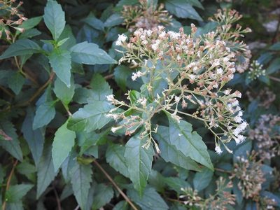 Ageratina ligustrina, photographed by Neptalí Ramírez Marcial