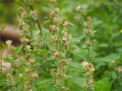 Gamochaeta purpurea, photographed by 葉子