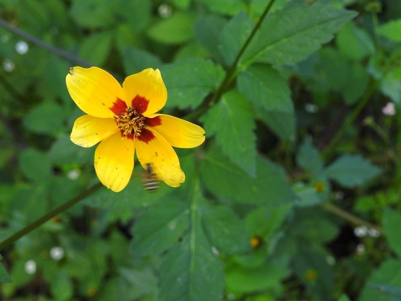 Bidens bicolor, photographed by Neptalí Ramírez Marcial