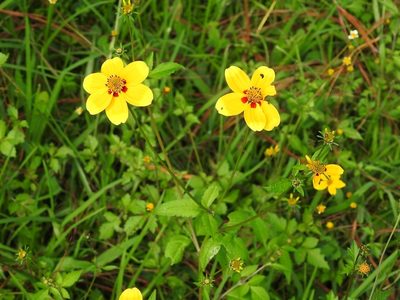 Bidens bicolor, photographed by Neptalí Ramírez Marcial