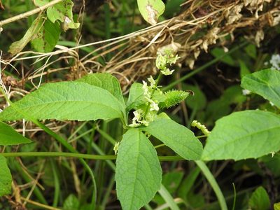 Cyclanthera integrifoliola, photographed by Neptalí Ramírez Marcial