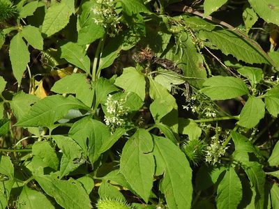 Cyclanthera integrifoliola, photographed by Neptalí Ramírez Marcial