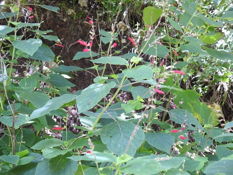 Salvia tubifera, photographed by Neptalí Ramírez Marcial
