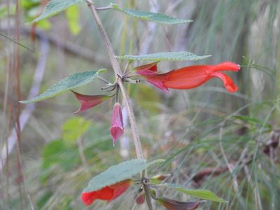 Salvia disjuncta, photographed by Neptalí Ramírez Marcial