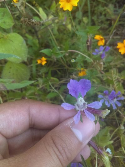 Cuphea procumbens, photographed by Jose Antonio Aranda Pineda