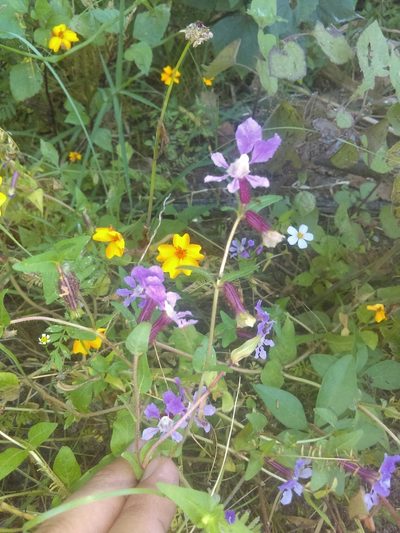 Cuphea procumbens, photographed by Jose Antonio Aranda Pineda