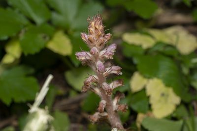 Orobanche pubescens, photographed by Eleftherios Katsillis