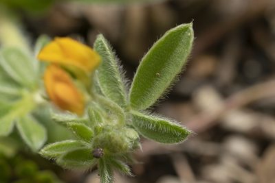 Anthyllis circinnata, photographed by Eleftherios Katsillis