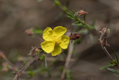 Fumana laevis, photographed by Eleftherios Katsillis