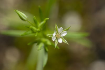 Sabulina tenuifolia, photographed by Eleftherios Katsillis