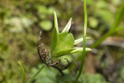 Gagea peduncularis, photographed by Eleftherios Katsillis