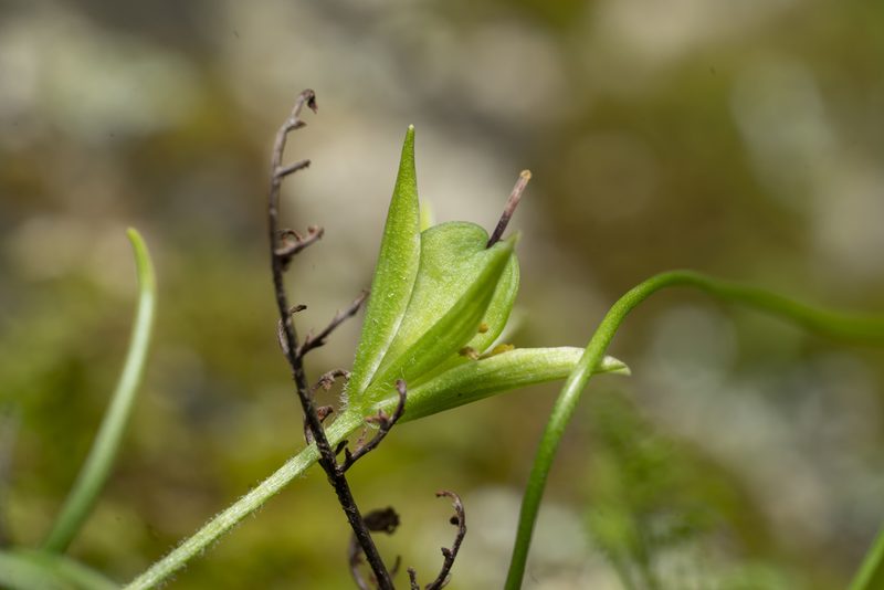 Gagea peduncularis, photographed by Eleftherios Katsillis