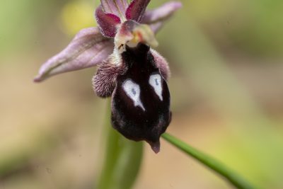 Ophrys reinholdii, photographed by Eleftherios Katsillis