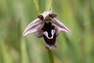 Ophrys reinholdii, photographed by Eleftherios Katsillis