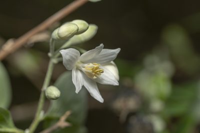 Styrax officinalis, photographed by Eleftherios Katsillis