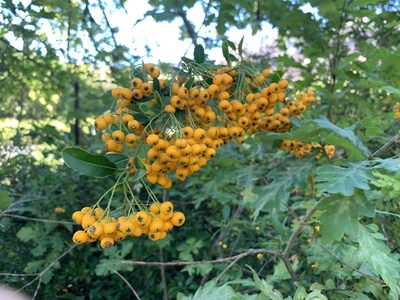 Pyracantha crenulata, photographed by Dave Richardson