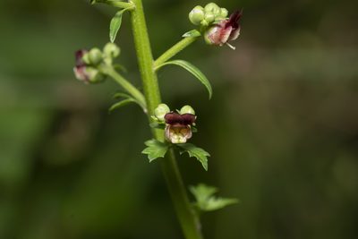 Scrophularia lucida, photographed by Eleftherios Katsillis