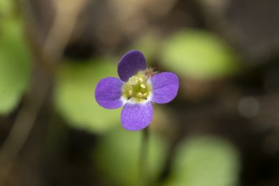Aubrieta verna, photographed by Eleftherios Katsillis