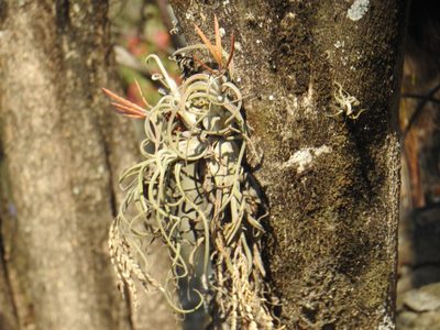 Tillandsia caput-medusae, photographed by Sandino Guerrero