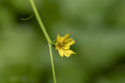 Rhagadiolus edulis, photographed by Eleftherios Katsillis