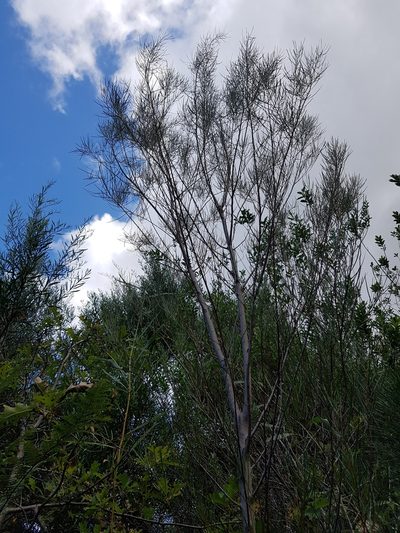 Acacia viscidula, photographed by Ivor Wilson