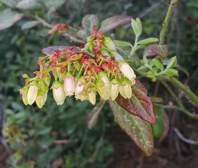 Vaccinium corymbosum, photographed by Laura Gaudette