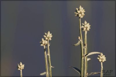 Pterocaulon angustifolium, photographed by RAP