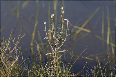 Pterocaulon angustifolium, photographed by RAP