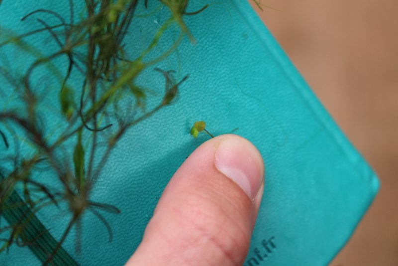 Lemna minuta, photographed by Bastien Alegot