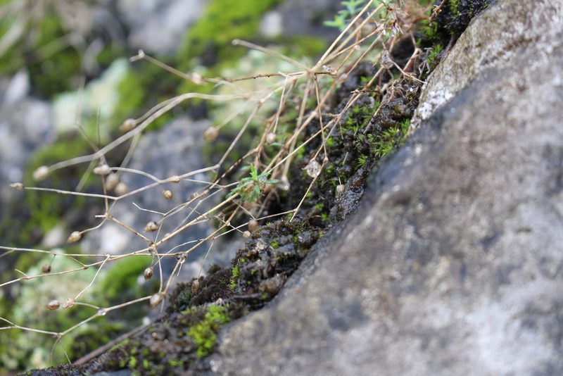 Arenaria hispida, photographed by Bastien Alegot