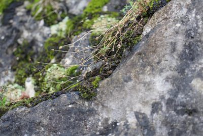 Arenaria hispida, photographed by Bastien Alegot