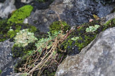 Arenaria hispida, photographed by Bastien Alegot