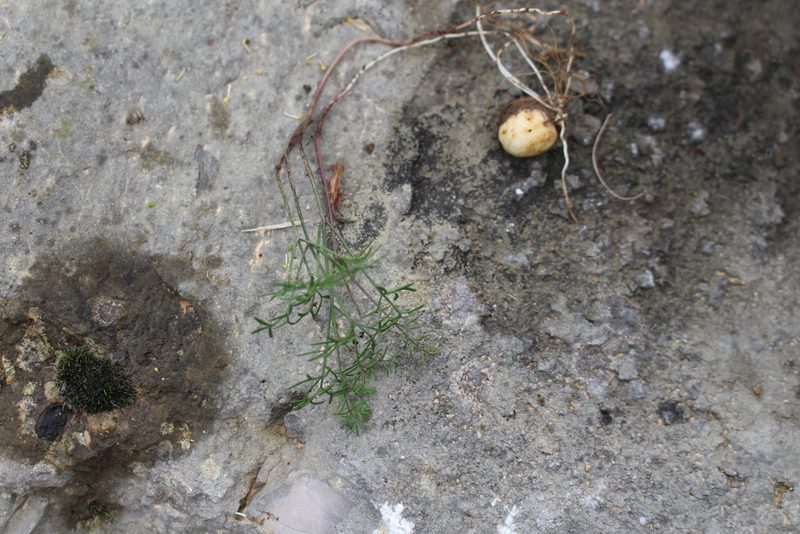 Bunium bulbocastanum, photographed by Bastien Alegot