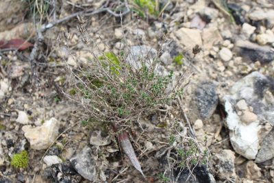 Arenaria aggregata, photographed by Bastien Alegot