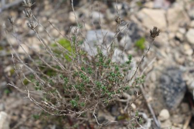 Arenaria aggregata, photographed by Bastien Alegot