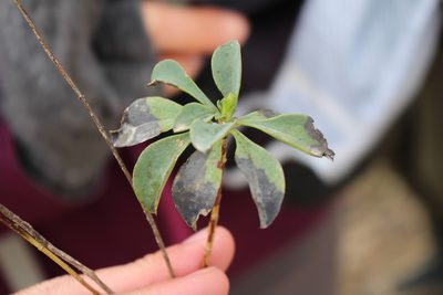 Linum campanulatum, photographed by Bastien Alegot