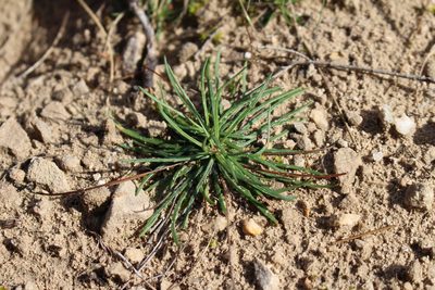 Armeria girardii, photographed by Bastien Alegot