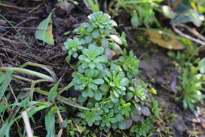 Sedum cepaea, photographed by Bastien Alegot