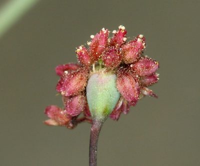Eriogonum reniforme, photographed by Steve Matson