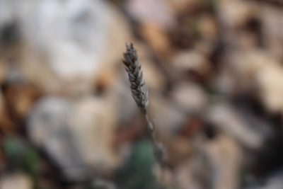 Crucianella angustifolia, photographed by Bastien Alegot