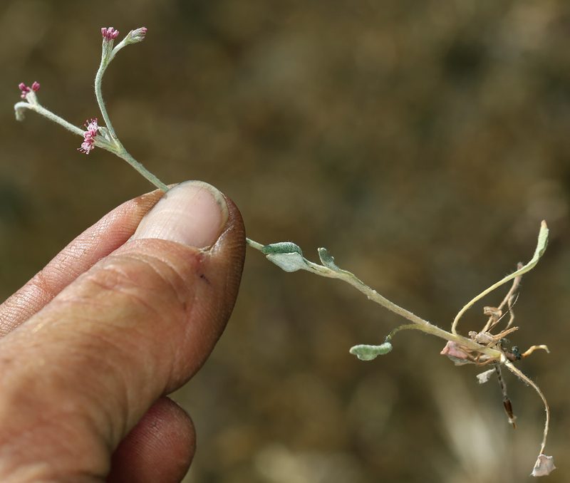 Eriogonum roseum, photographed by Steve Matson
