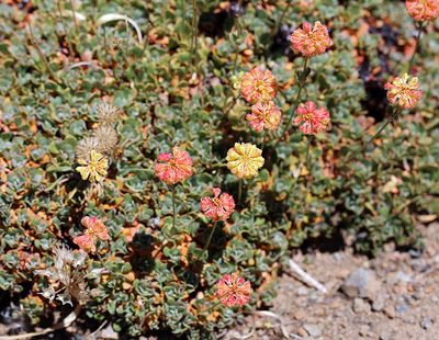 Eriogonum siskiyouense, photographed by Steve Matson